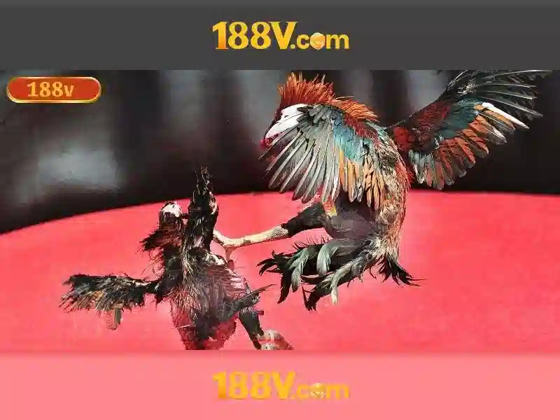 Trải nghiệm người dùng và phản hồi cộng đồng