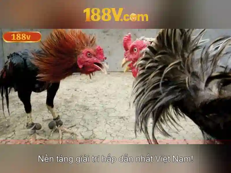 Giao diện nhà cái hoàn hảo